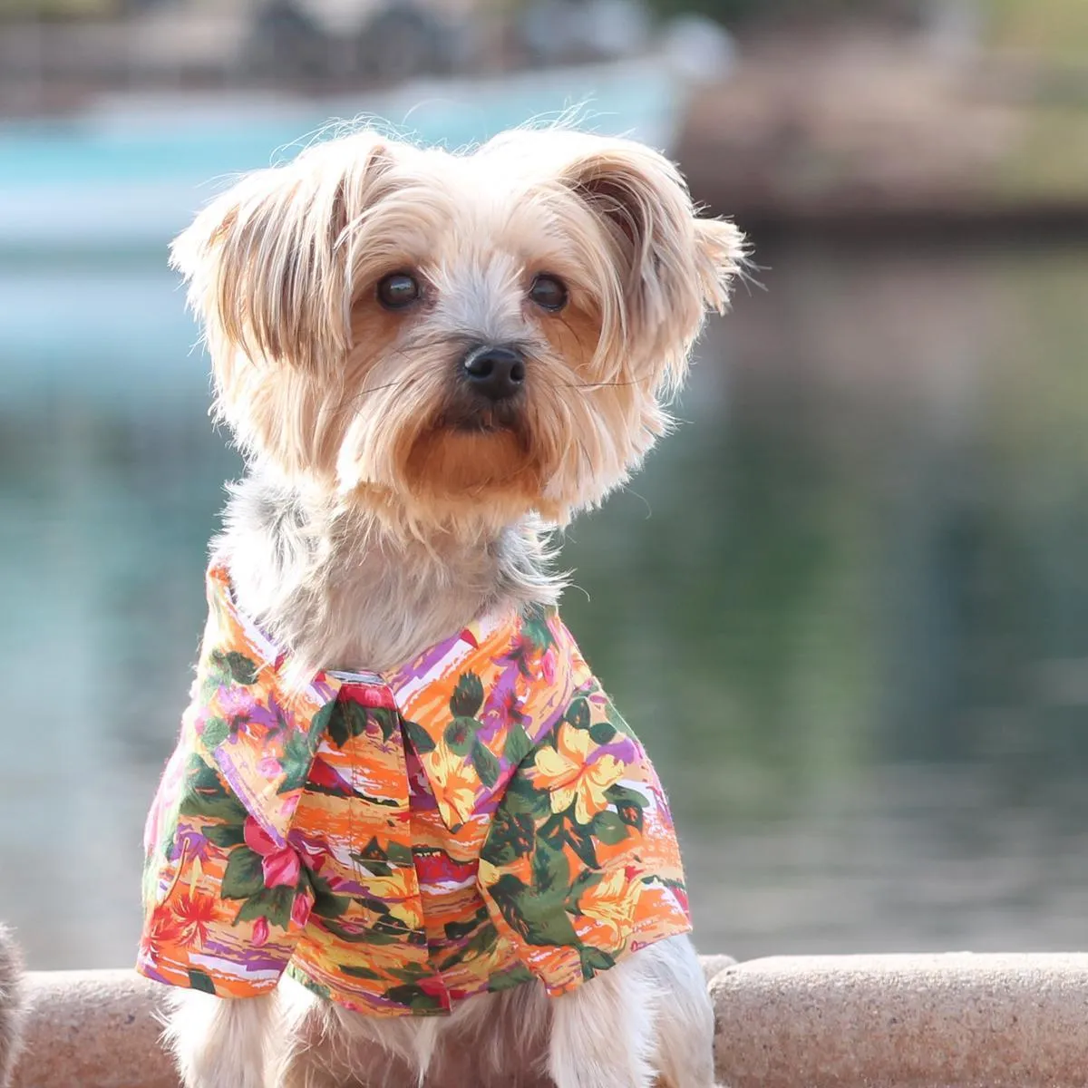 Hawaiian Dog Camp Shirt Sunset Hibiscus